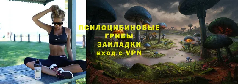 Галлюциногенные грибы Psilocybe  Спасск 